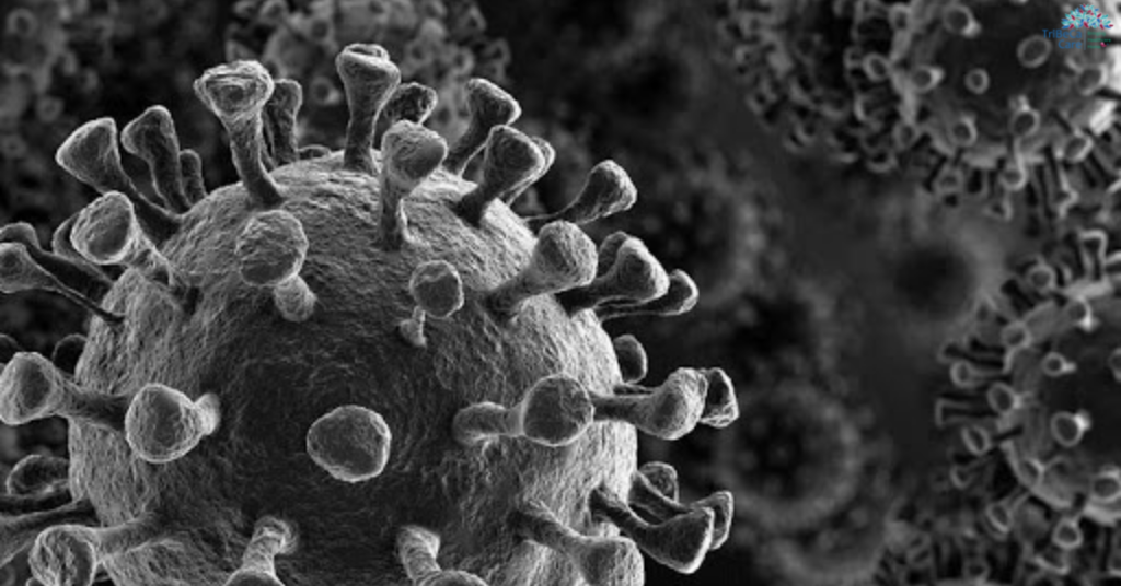 Black Fungus vs White Fungus vs Yellow Fungus Tribeca Care